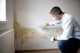 Why You Should Choose Our Mold Remediation Services in Clifton, CO